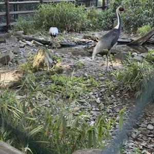 zoo_1a9B_06